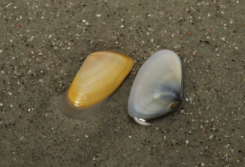 Yellow and blue Coquina (Donax variabilis) clams represent some of the variability in color patterns in this abundant species. 