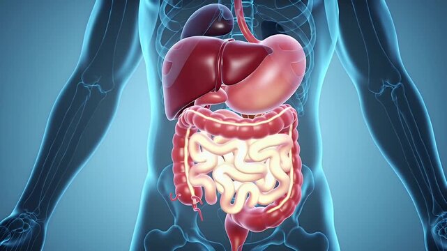 Detailed 3D Animation of Human Digestive System Featuring Liver Stomach and Intestines in Maroon and White within Translucent Blue Body Outline for Medical and Educational Visualizations