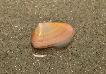 Close-up of a orange and pink Coquina (Donax variabilis) clam with its foot protruding from its shell. © Michael