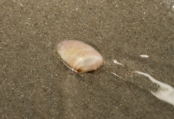 Coquina (Donax variabilis) burying itself in the sand as water from the ocean washes past it.
