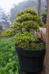 Bonsai tree in black pot with green leaves for nature background
