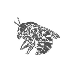 icon of an Amegilla bee or blue-banded bee without background