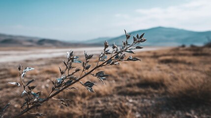 Plant branch in dry landscape