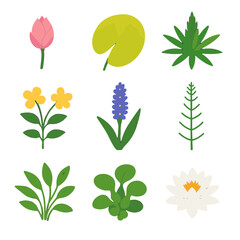 Soldier vector plant bloom leaves rosette water hyacinth lily icon white