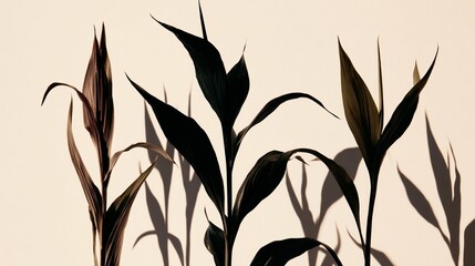 Plant shadows on light beige wall