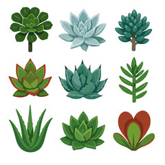 Fototapeta premium Arboreum luciae icon pulverulenta chinensis echeveria succulent vector haworthia collection dudleya crassula