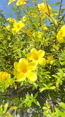 A bright and cheerful scene of yellow flowers in full bloom, captured in a lush garden setting. The vibrant yellow petals glow under natural sunlight, symbolizing joy, warmth, and the beauty of nature
