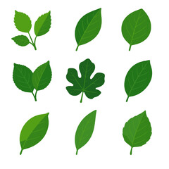 Fototapeta premium Tree fruit lemon vector young icon orange plum leaves pear apricot