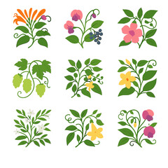 Obraz premium Vines vine climbing jessamine peppervine perennial pea icon collection mandevilla carolina vector