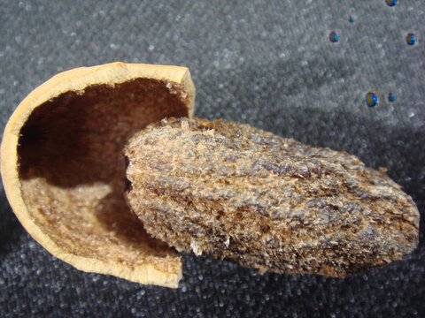 Torreya nucifera, Bija in Korea, is a dried seed from the nutmeg yew used in traditional medicine to kill parasites, aid digestion, relieve constipation, and soothe cough due to lung dryness.