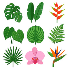 Broad icon calathea vectors paradise plant leaves perforated vector orchid orbifolia rainforest