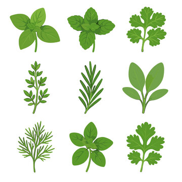Herb vector greek oregano thyme icon needle peppermint fine dill fresh collection