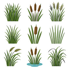 Tall icon stalks flora reeds bunches vector clusters rush wetland edge cattail
