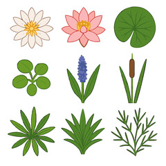 Lotus leaf water icon plant vector white pondweed stalk common frogbit