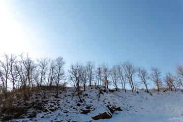 Winter tree winter snow landscape