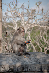 A clever wild macaque monkey sits in profile on a wall, focused on opening a stolen juice box. A humorous wildlife moment in Uluwatu, Bali.