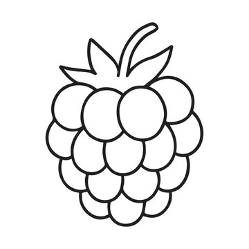 Raspberry Berry Vector