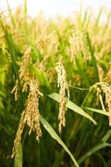 稲穂