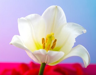 Fototapeta premium Close-up White Tulip on Background