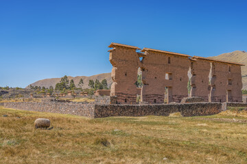 Ruins of the ancient archaeological site of the Incas Raqchi. A Temple of Wiracocha with a stone base and adobe walls. A sheep grazes on the yellowed grass. Clear blue sky. Peru. Cusco Region.