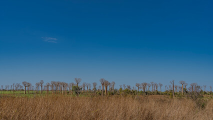 The landscape of the savannah in the dry season. There is yellowed grass in the foreground. In the...