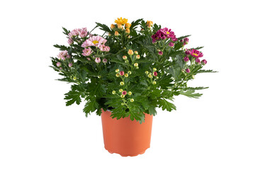 Yellow, red, and pink hydrangeas blooming in pots cut out isolated transparent background