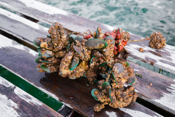 Mussel farming in the sea, seafood industry