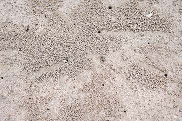 Crab hole on the beach，crab is digging sand