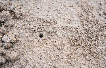 Crab hole on the beach，crab is digging sand