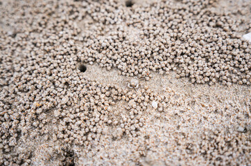 Crab hole on the beach，crab is digging sand