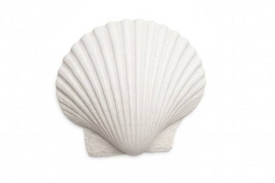 Close-up of a white scallop shell on a transparent background, highlighting its intricate ridges and natural elegance
