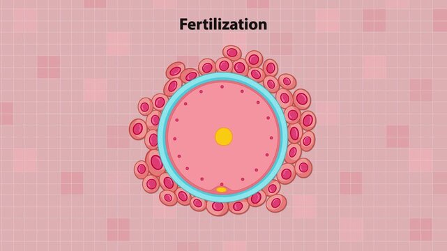 Animated Sequence Illustrating Human Egg Fertilization by Sperm Cell