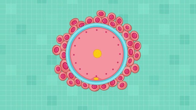 Sperm Approaching Human Egg Cell During Fertilization Animation