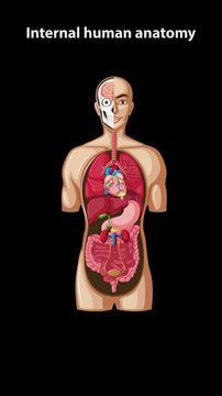 Progressive Labeling of Human Internal Organs on Black Background