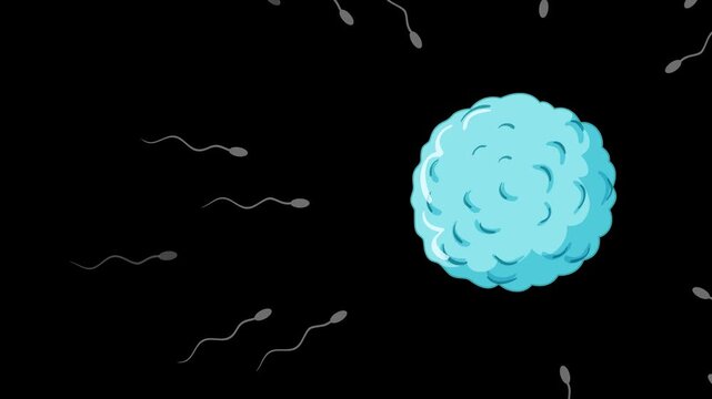Sperm Approaching and Fertilizing Human Egg Cell Animation