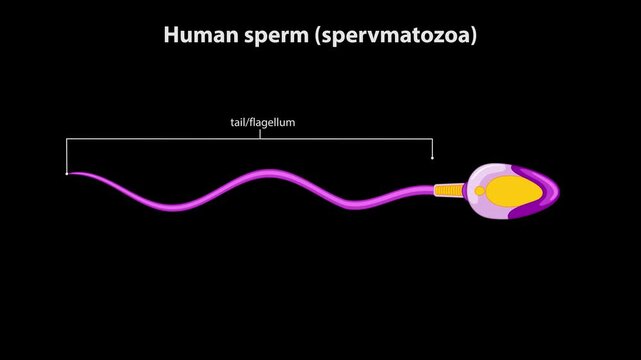 Animated Diagram of Human Sperm Structure and Flagellar Movement