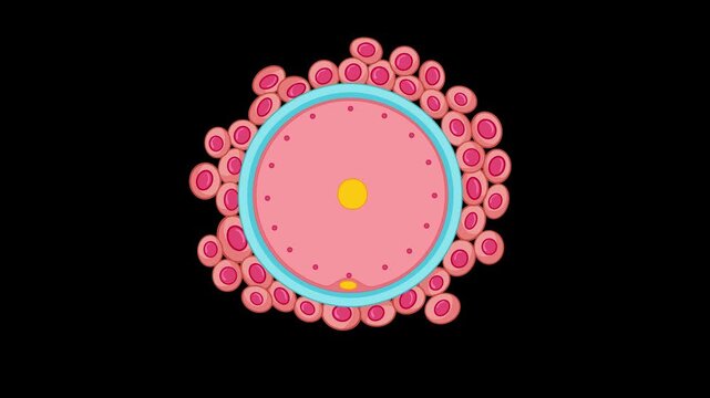 Sperm Approaching Human Egg Cell During Fertilization Animation