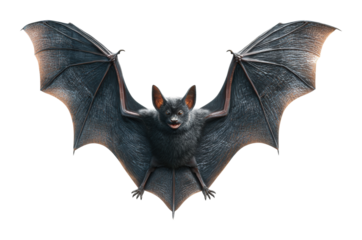 Bats flying in night sky wildlife dark environment isolated on transparent background