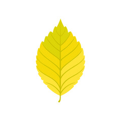 Autumn elm leaf isolated on white background. Vector cartoon flat illustration.
