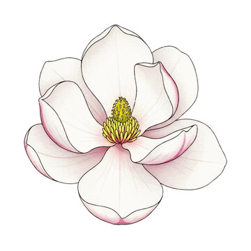Elegant White Magnolia Flower Illustration with Delicate Pink Highlights