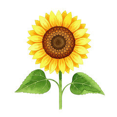 Fototapeta premium Vibrant watercolor illustration capturing the sunny charm of a single sunflower, radiating natural beauty with its bright yellow petals and lush green leaves against a pristine white background