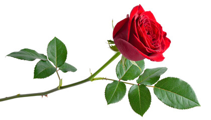 Red rose flower with clipping path, side view. Single beautiful red rose on stem with green leaves, isolated on a clean white background png.