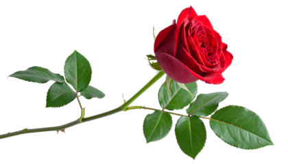 Red rose flower with clipping path, side view. Single beautiful red rose on stem with green leaves, isolated on a clean white background png.
