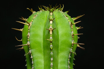 Naklejka premium Close up of Euphorbia fruticosa plant. Isolated on black background