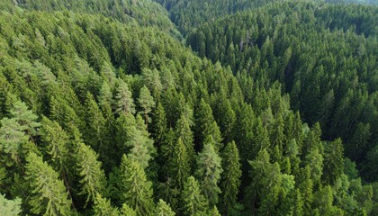 Obraz premium Aerial view on green pine forest