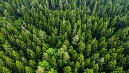 Obraz premium Aerial view on green pine forest