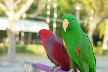 Eclectus beautiful parrot standing on a perch