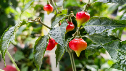 Chili plant with ripened peppers glowing red against vibrant green leaves