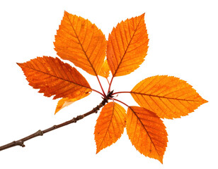 Fototapeta premium Golden Leaves in Autumn: a detailed macro shot of vibrant, orange autumn leaves clinging to a slender branch, each leaf displaying intricate vein patterns and a soft, natural glow.