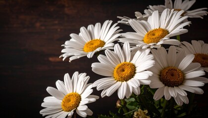 Obraz premium White daisies bouquet on dark wooden background